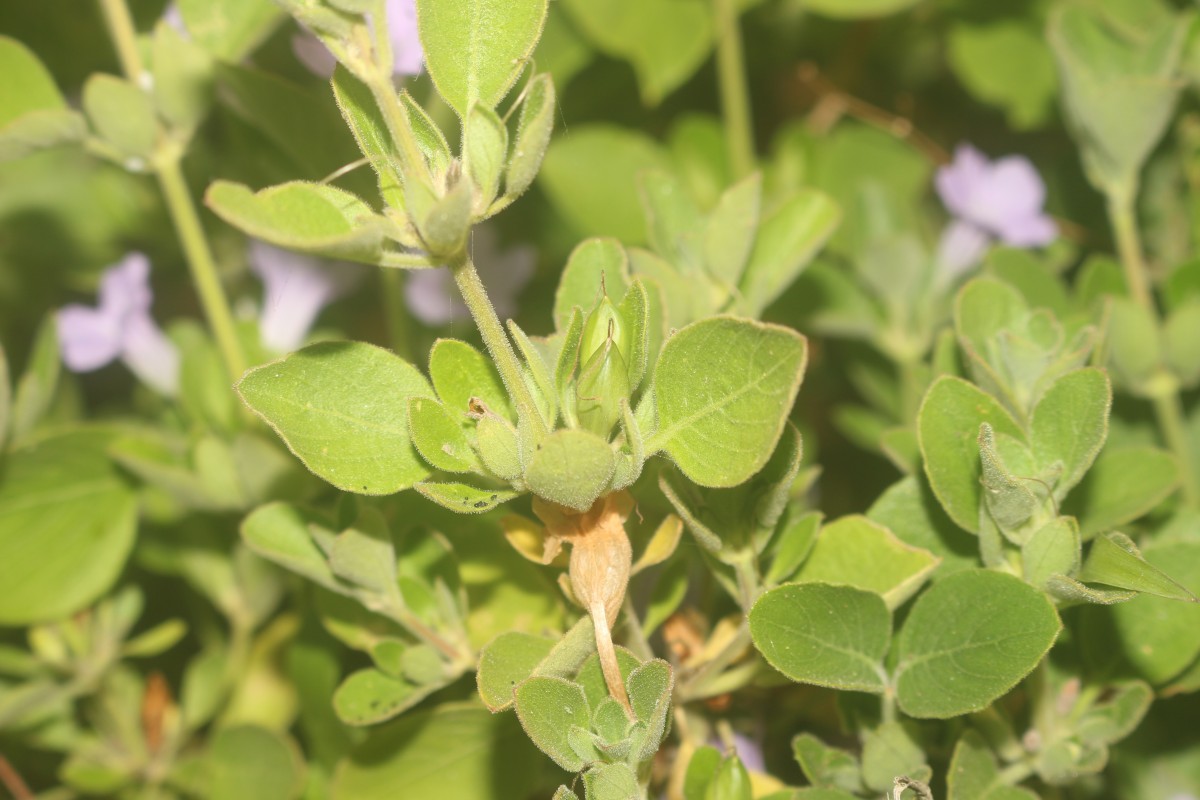 Ruellia patula Jacq.